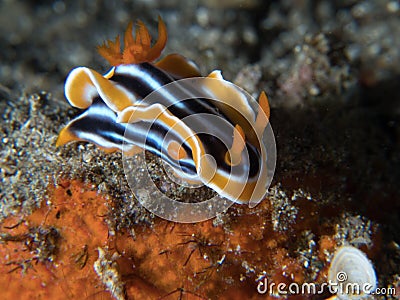 Chromodoris magnifica nudibranch Stock Photo