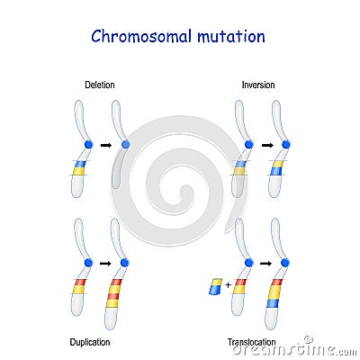 Chromosomal mutation: Inversion, Duplication, Translocation, Deletion Vector Illustration