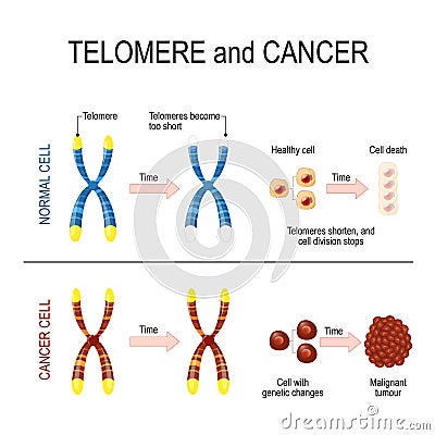 Chromosome and telomere for healthy and cancerous cells Vector Illustration