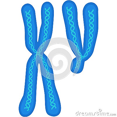 Chromosome vector biology x and y dna cell icon Vector Illustration