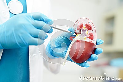 Chronic kidney disease, doctor holding model for treatment urinary system, urology, Estimated glomerular filtration rate eGFR Stock Photo