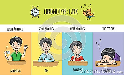 Chronotype of people: lark. Vector Illustration