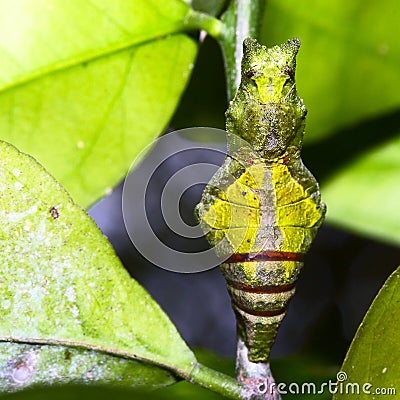 Chrysalides Stock Photo