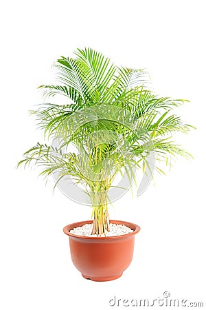 Chrysalidocarpus lutescens Stock Photo