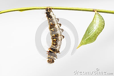 Chrysalis and black caterpillar of common duffer butterfly Dis Stock Photo