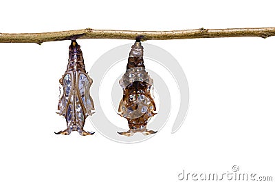 chrysalis of Black-veined sergeant butterfly & x28; Athyma r Stock Photo