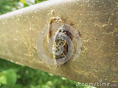 chrysalis on board Stock Photo