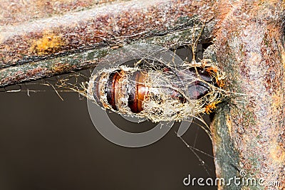 Chrysalis hanging Stock Photo