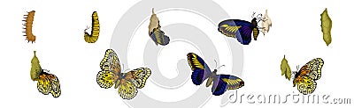 Chrysalis or Nympha as Pupal Stage of Butterfly Development Vector Set Vector Illustration