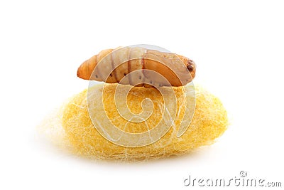 Chrysalis silkworm on silk worm cocoon Stock Photo