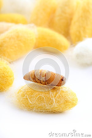 Chrysalis silkworm on silk worm cocoon Stock Photo