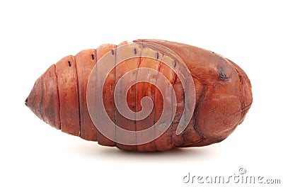 Chrysalis silkworm ,silk worm cocoon Stock Photo