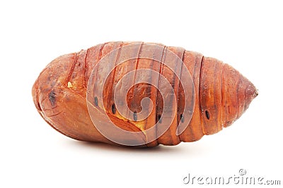 Chrysalis silkworm , silk worm cocoon Stock Photo