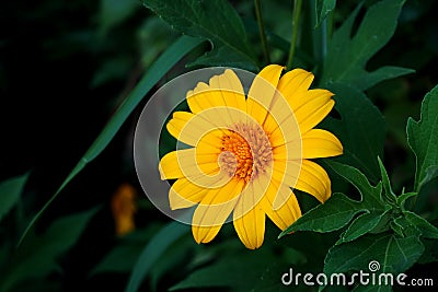 Chrysantemum flower in the garden Stock Photo