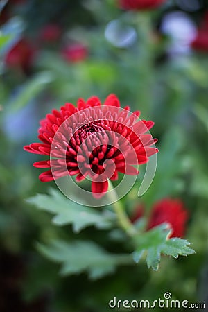 Chrysantemum red Stock Photo