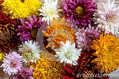 Chrysantemum autumn bouquet love heart colored Stock Photo