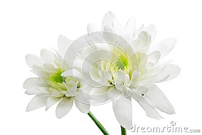 Chrysanthemum Stock Photo