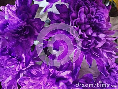 An explosion of purple chrysanthemums Stock Photo