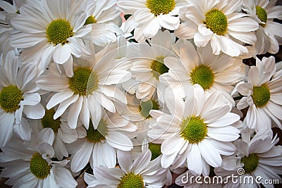 Chrysanthemum `Bacardi` white/daisy Stock Photo