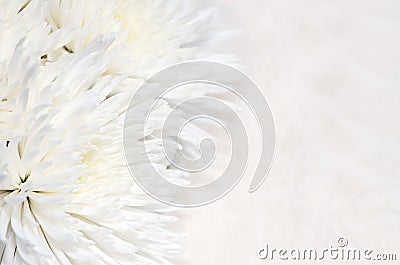 Chrysanthemum background Stock Photo