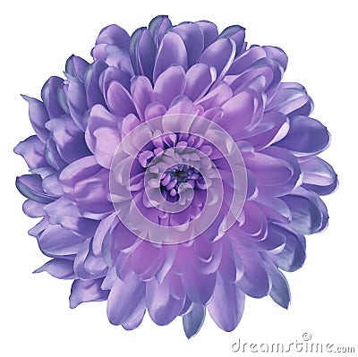 Chrysanthemum blue-pink-turquoise.. Flower on isolated white ba ckground with clipping path without shadows. Close-up. For d Stock Photo