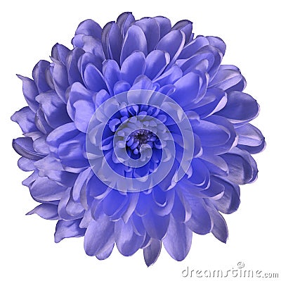 Chrysanthemum blue-violet. Flower on isolated white ba ckground with clipping path without shadows. Close-up. For design. Stock Photo