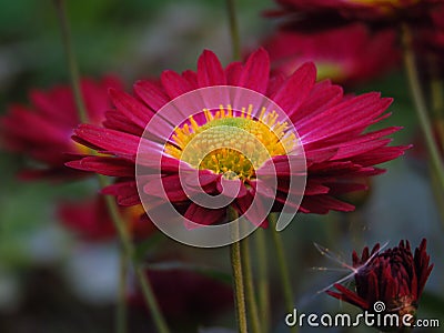 Chrysanthemum `Bonnie Red`. Chrysanthemum Flowers `Cottage Apricot`. Beautiful vibrant red and yellow autumn garden flower. Stock Photo