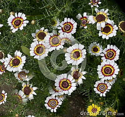 Chrysanthemum carinatum Merry Mixed Stock Photo