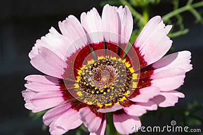 Chrysanthemum carinatum - Painted Daisy - Flower - Close up - Garden nursery - Botanical - Plants - Floristry Stock Photo
