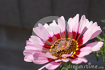 Chrysanthemum carinatum - Painted Daisy - Flower - Close up - Garden nursery - Botanical - Plants - Floristry Stock Photo