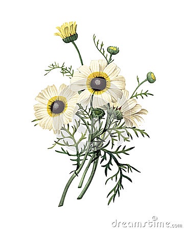 Chrysanthemum carinatum | Redoute Flower Illustrations Cartoon Illustration