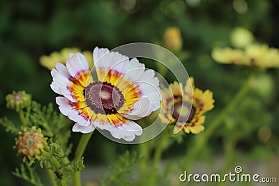 Chrysanthemum carinatum Stock Photo