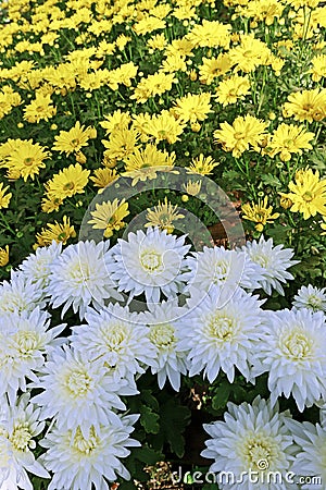 Chrysanthemum plantation Stock Photo