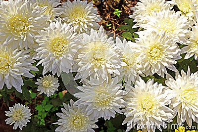 Chrysanthemum plantation Stock Photo