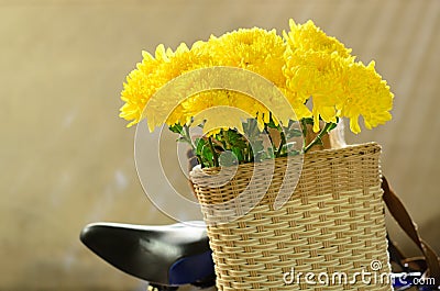 Chrysanthemum, dendranthemum yellow flower on bamboo bucket Stock Photo