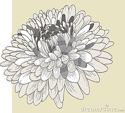 Chrysanthemum flower Vector Illustration