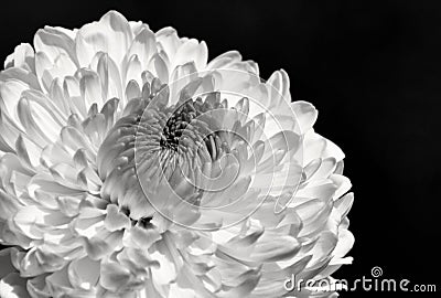 Chrysanthemum flower close up / macro in black and white Stock Photo