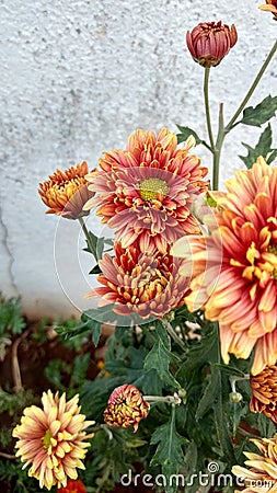 Chrysanthemum Flowers Stock Photo