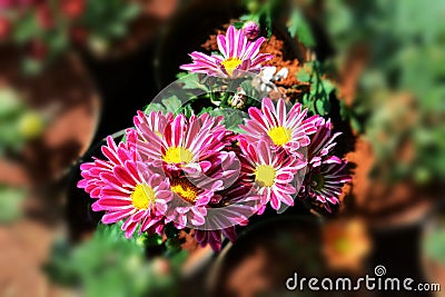 Chrysanthemum Stock Photo