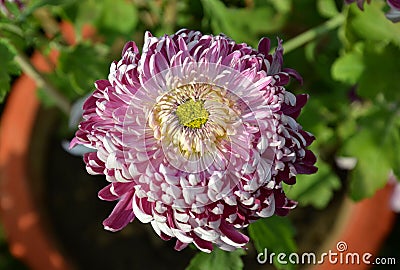 Chrysanthemum flower exhibition in Bhopal Stock Photo