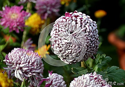 Chrysanthemum flower exhibition in Bhopal Stock Photo