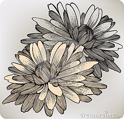 Chrysanthemum flower, hand-drawing. Vector illustr Vector Illustration