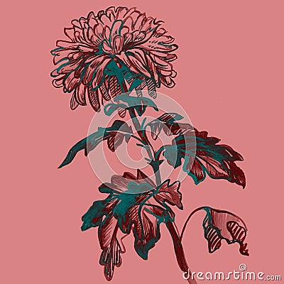 Chrysanthemum flower with stem, leaves isolated on pink. Stock Photo