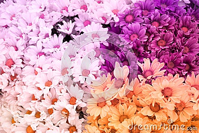 Chrysanthemum flower is sweet soft style abstract background Stock Photo