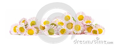 Chrysanthemum flowers isolated on a white background Stock Photo