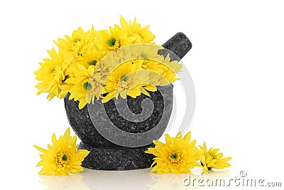 Chrysanthemum Flowers Stock Photo