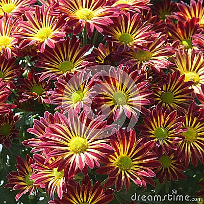 Chrysanthemum flowers Stock Photo