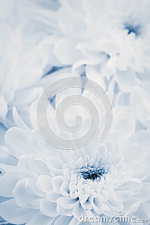 Chrysanthemum flowers for background, beautiful floral texture, retro toning, blue color Stock Photo