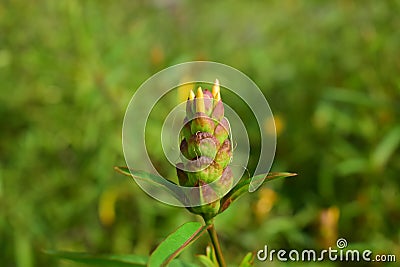 Chrysanthemum flowers are blooming If blooming then will be yellow. Beautiful Stock Photo