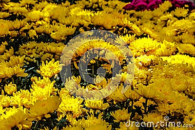 Chrysanthemum Flowers Stock Photo